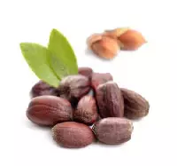 Ingredient-Jojoba_200x187